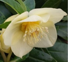 Helleborus x hybridus single primrose with gold nectaries