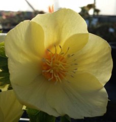 Helleborus x hybridus single primrose with gold nectaries