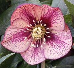 Helleborus x hybridus single peach/apricot veined