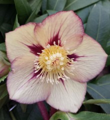 Helleborus x hybridus single peach/apricot veined