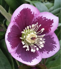 Helleborus x hybridus single pink splash