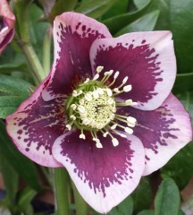 Helleborus x hybridus single pink splash