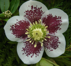 Helleborus x hybridus single white spotted