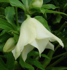 Helleborus x hybridus woodland white