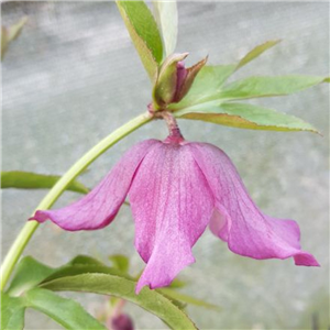 Helleborus x hybridus Woodland pink.