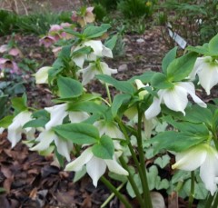 Helleborus x hybridus woodland white