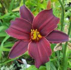 Hemerocallis Black Emmanuel