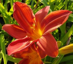 Hemerocallis Buzz Bomb