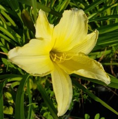 Hemerocallis Cream Drop