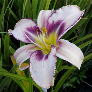 Hemerocallis Edge of Darkness