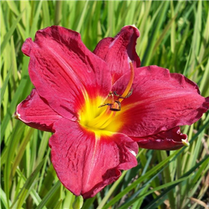 Hemerocallis James Marsh