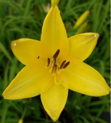 Hemerocallis liloasphodelus