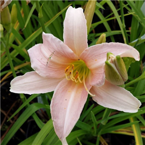 Hemerocallis Luxury Lace