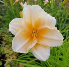 Hemerocallis Michelle Coe