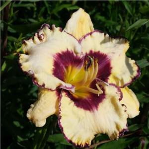 Hemerocallis Moussaka