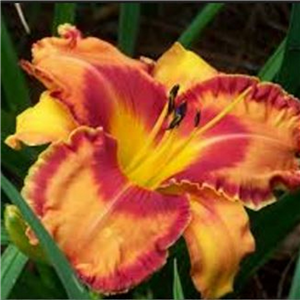 Hemerocallis Volcano Queen