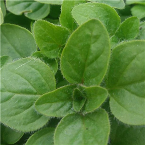 Herb Oregano White Flowered