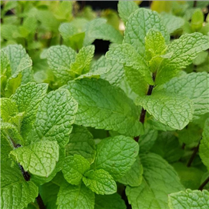 Herb Mint - Spanish (Mentha spicata Spanish)