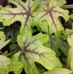 Heucherella Alabama Sunrise.