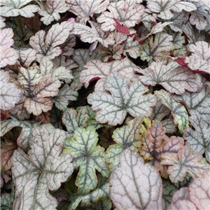 Heucherella Gunsmoke