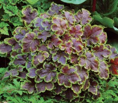 Heucherella Solar Eclipse