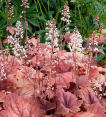 Heucherella Sweet Tea