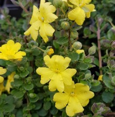 Hibbertia aspera