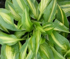 Hosta Cherry Berry