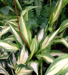 Hosta Cherry Berry