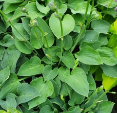 Hosta tardiana Eric Smith