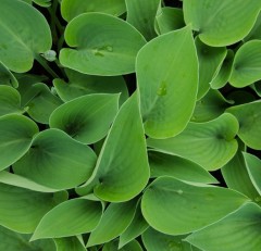 Hosta tardiana Eric Smith