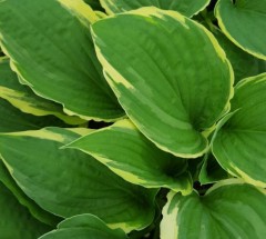 Hosta fortunei Aureomarginata