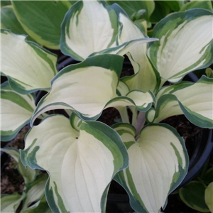 Hosta Ghost Spirit