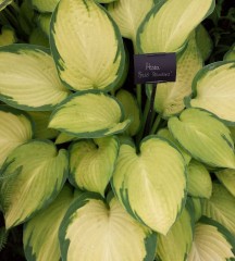 Hosta fortunei Gold Standard