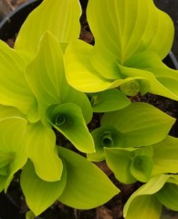 Hosta Golden Scepter