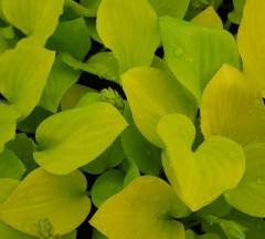 Hosta Golden Scepter