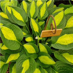 Hosta Gypsy Rose