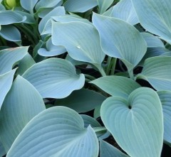 Hosta tardiana Halcyon