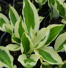 Hosta Hanky Panky