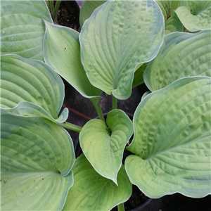 Hosta Inniswood