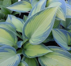 Hosta June