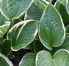 Hosta fortunei North Hills