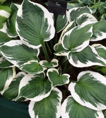 Hosta Patriot