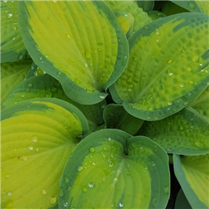 Hosta Pauls Glory