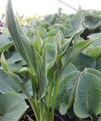 Hosta Praying Hands