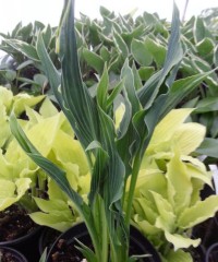 Hosta Praying Hands