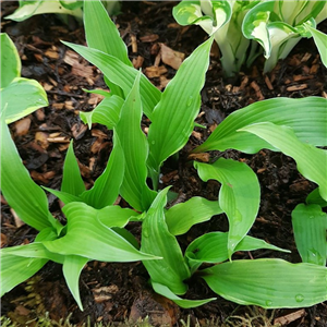 Hosta The Razors Edge