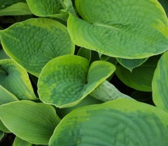 Hosta sieboldiana Frances Williams