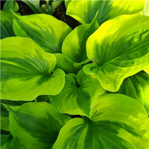 Hosta Summer Lovin