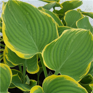 Hosta Super Sagae